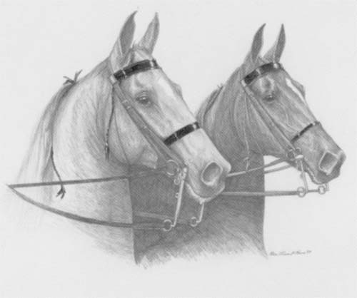 saddlebred horse coloring pages - photo #38