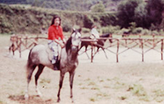Andalusian Horse