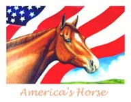 Small America's Horse