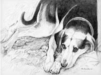 Abbys Dog