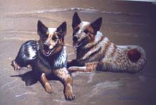 Heelers
