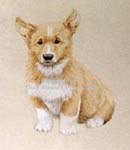 corgi
