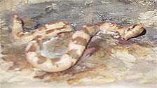 Painted Desert Detail - Rattlesnake