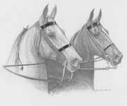 saddlebreds