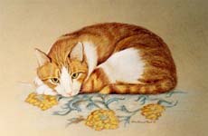 tabby cat