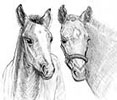 foals