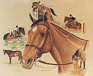 AllMy Horses
