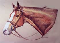 Chestnut TB Hunter