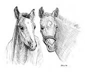 foals