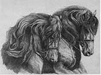 Friesians