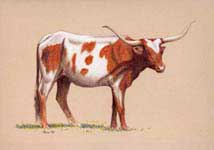 Longhorn