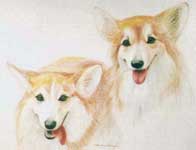 Pettys Corgis