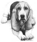 Basset