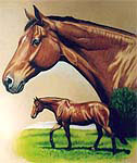 Joost