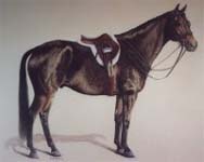 Wendys Horse