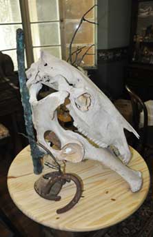 Natural Horse Skull