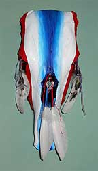 Red, White & Blue Cow Skull