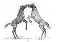 colts
